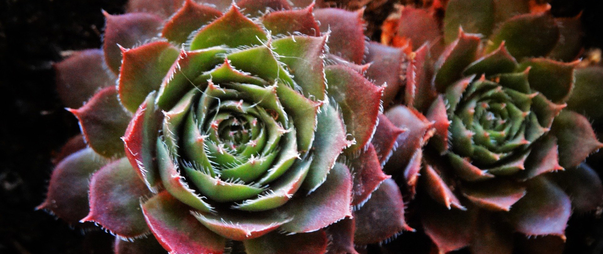 /media/nmfi3zcw/succulent-5995256_1920-afbeelding-van-keziaschen-via-pixabay_1920_810.jpg